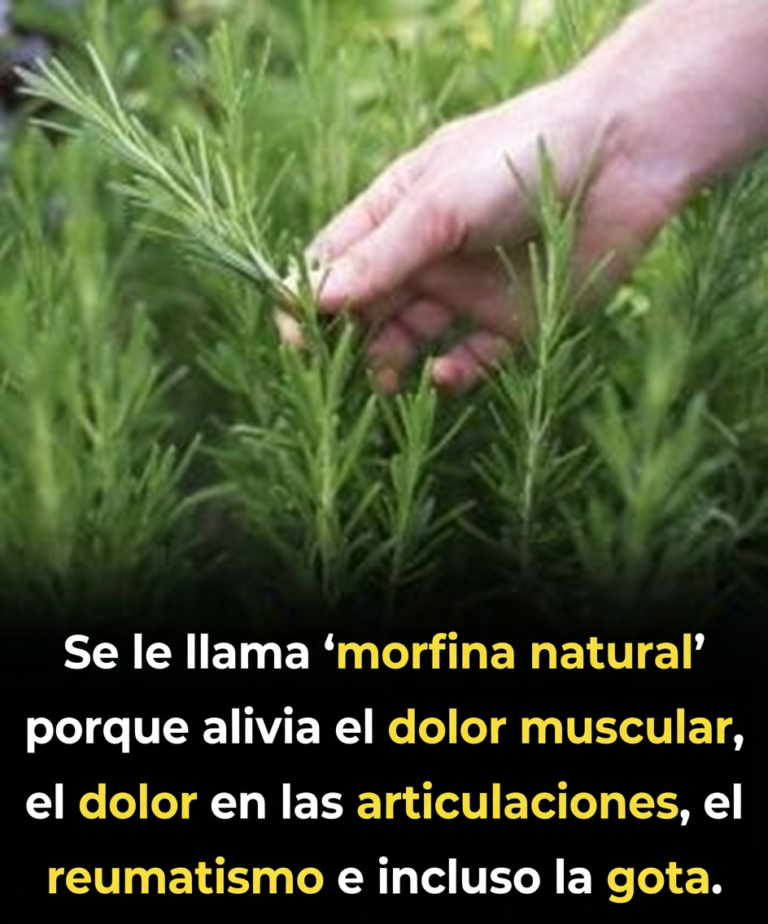 Los beneficios del romero para los adultos mayores: la ayuda de la naturaleza para un envejecimiento saludable