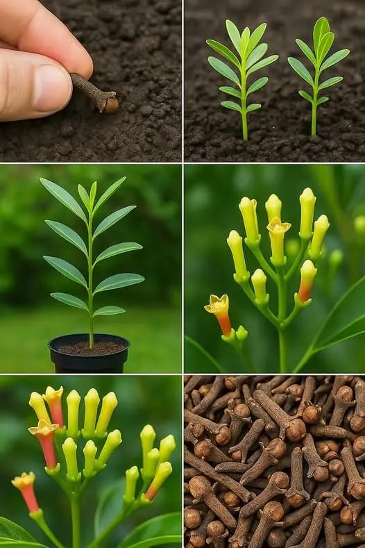 Una casa hermosa y fragante es fácil – ¡Solo cultiva clavos usando este método simple!